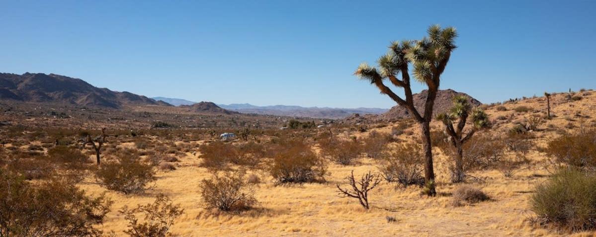 Shelter 1- A Classic- At Joshua Tree Park Entrance Esterno foto